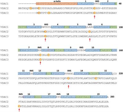 VDAC3 As a Potential Marker of Mitochondrial Status Is Involved in Cancer and Pathology